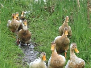 蒼溪農(nóng)林牧漁產(chǎn)業(yè)發(fā)展概況與資源大全