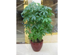 天河區(qū)蘿崗區(qū)租花買花 | 廣州植物租賃，您的辦公綠化專家