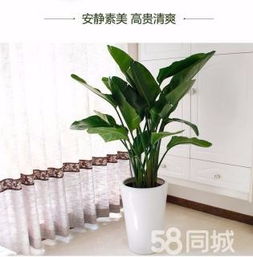 綠植租賃、花卉租擺與小區(qū)園林綠化 設(shè)計(jì)、施工與養(yǎng)護(hù)一體化服務(wù)