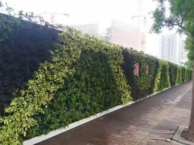 廣州成茂園林綠化 專業(yè)植物租賃與養(yǎng)護(hù)，打造綠色辦公空間